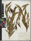 Foto von Salix alba L. x Salix fragilis L.